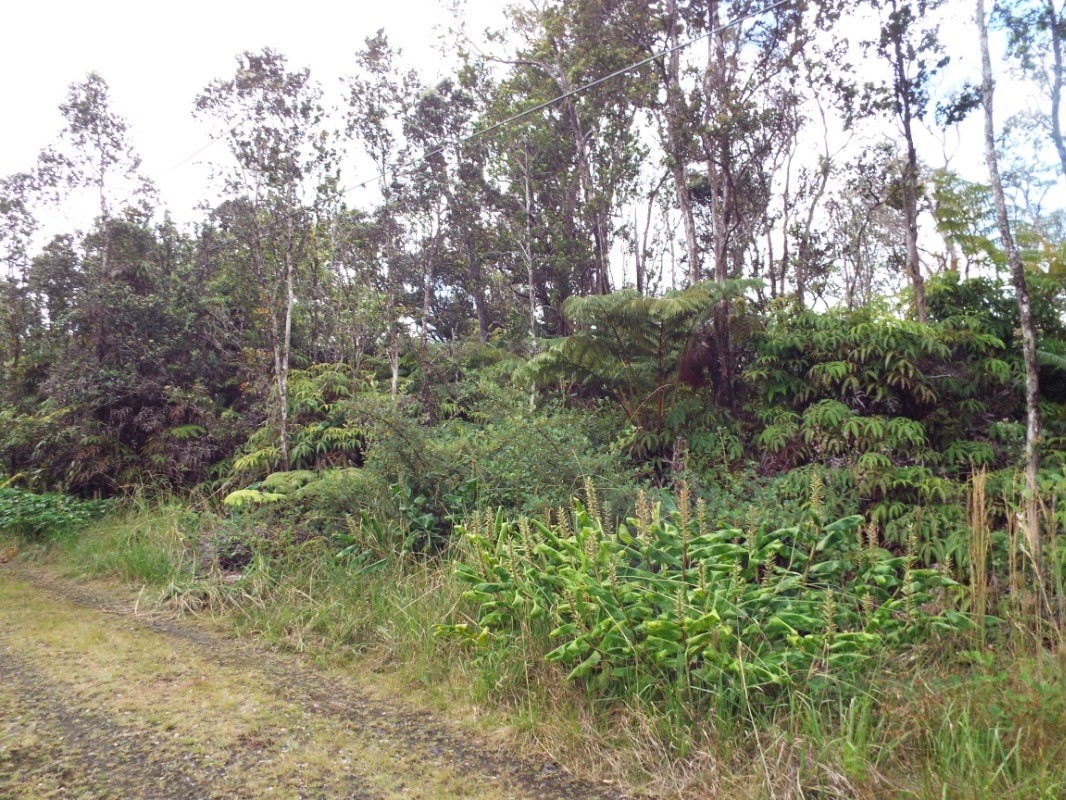 11-2875 Kilihune Road Volcano, HI 96778 - Photo 5 of 18 Gallery Image 5