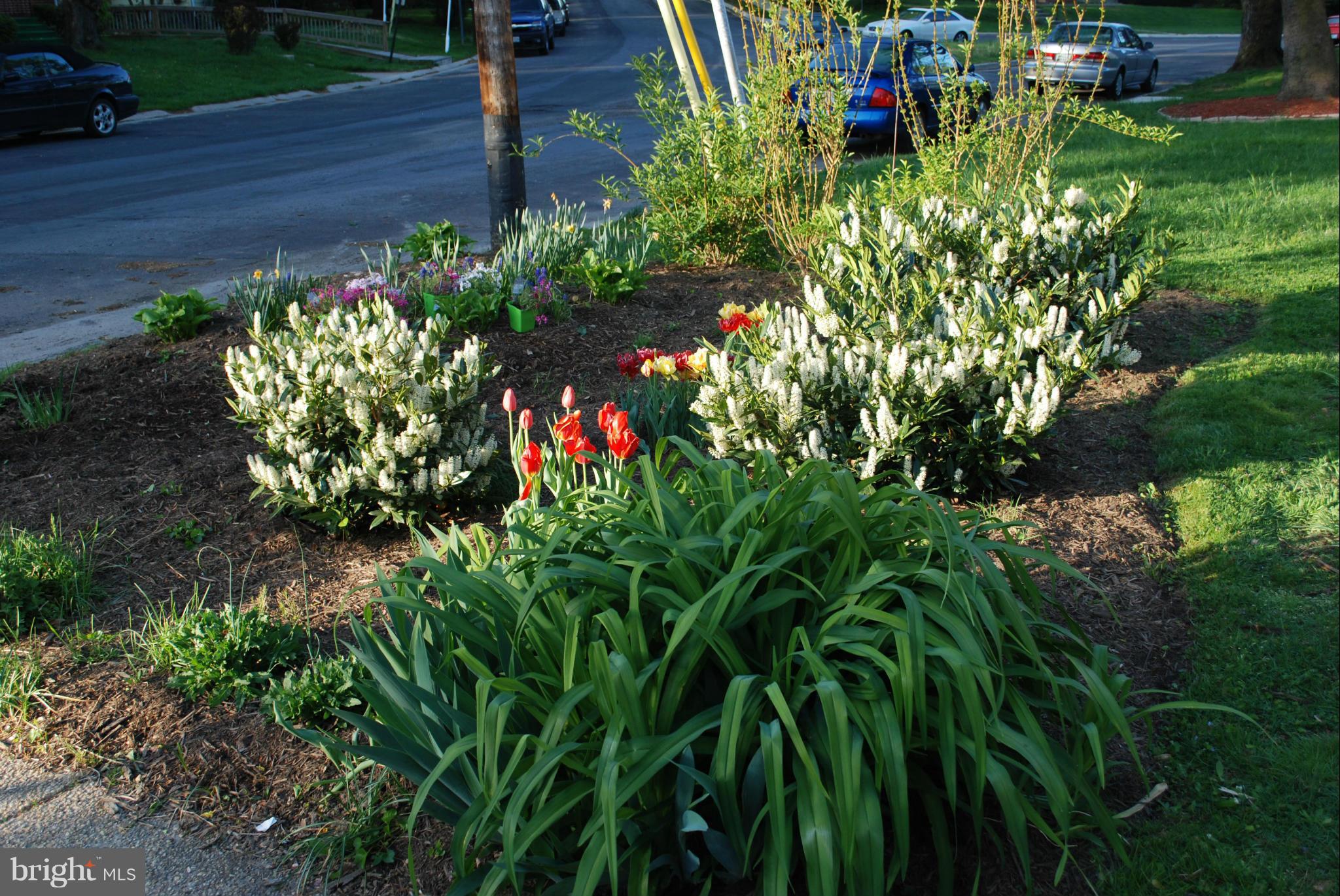 10134 Dallas Avenue Silver Spring, MD 20901 - Photo 2 of 27 a view of a garden with flowers