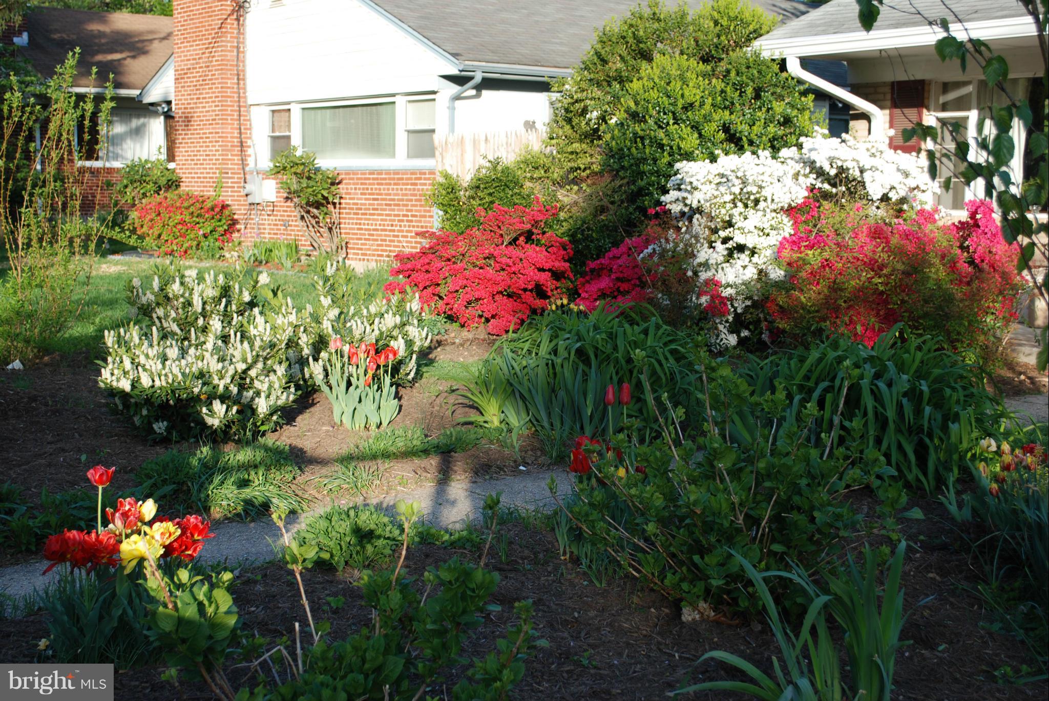 10134 Dallas Avenue Silver Spring, MD 20901 - Photo 3 of 27 a view of a flower in a yard