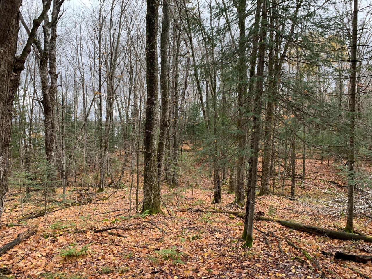 On West Birch Lake Road, Unit LOT 1 Presque Isle, WI 54557 - Photo 4 of 10 Gallery Image 4