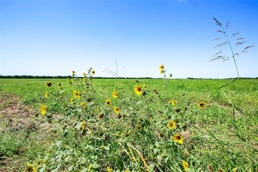 99-ac Buck Creek Road Tioga, TX 76271 - Photo 10 of 12 a view of a green field with lots of bushes