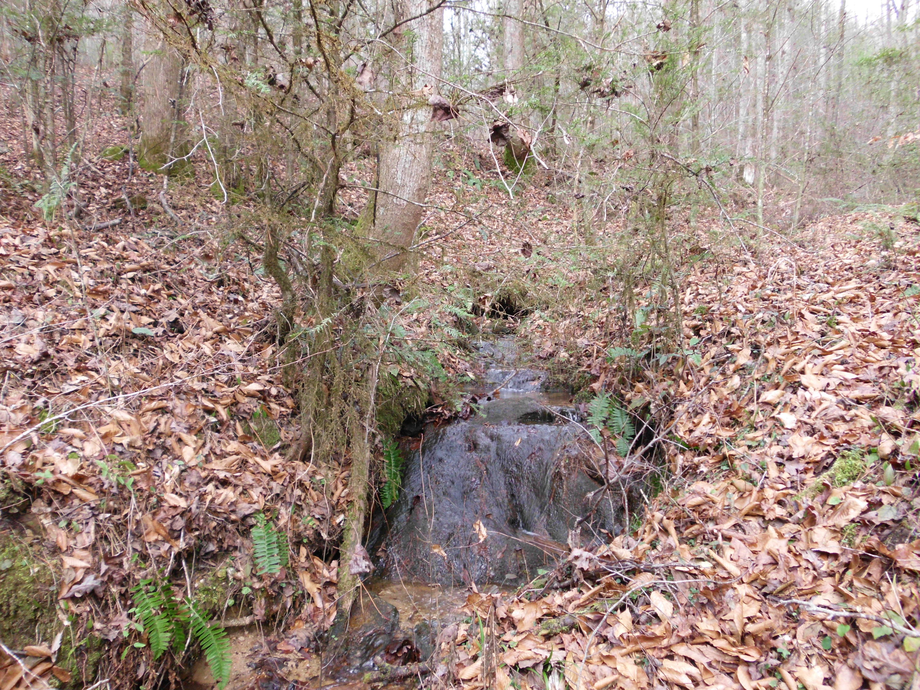 Creek Road Reliance, TN 37369 - Photo 3 of 6 SANY0046