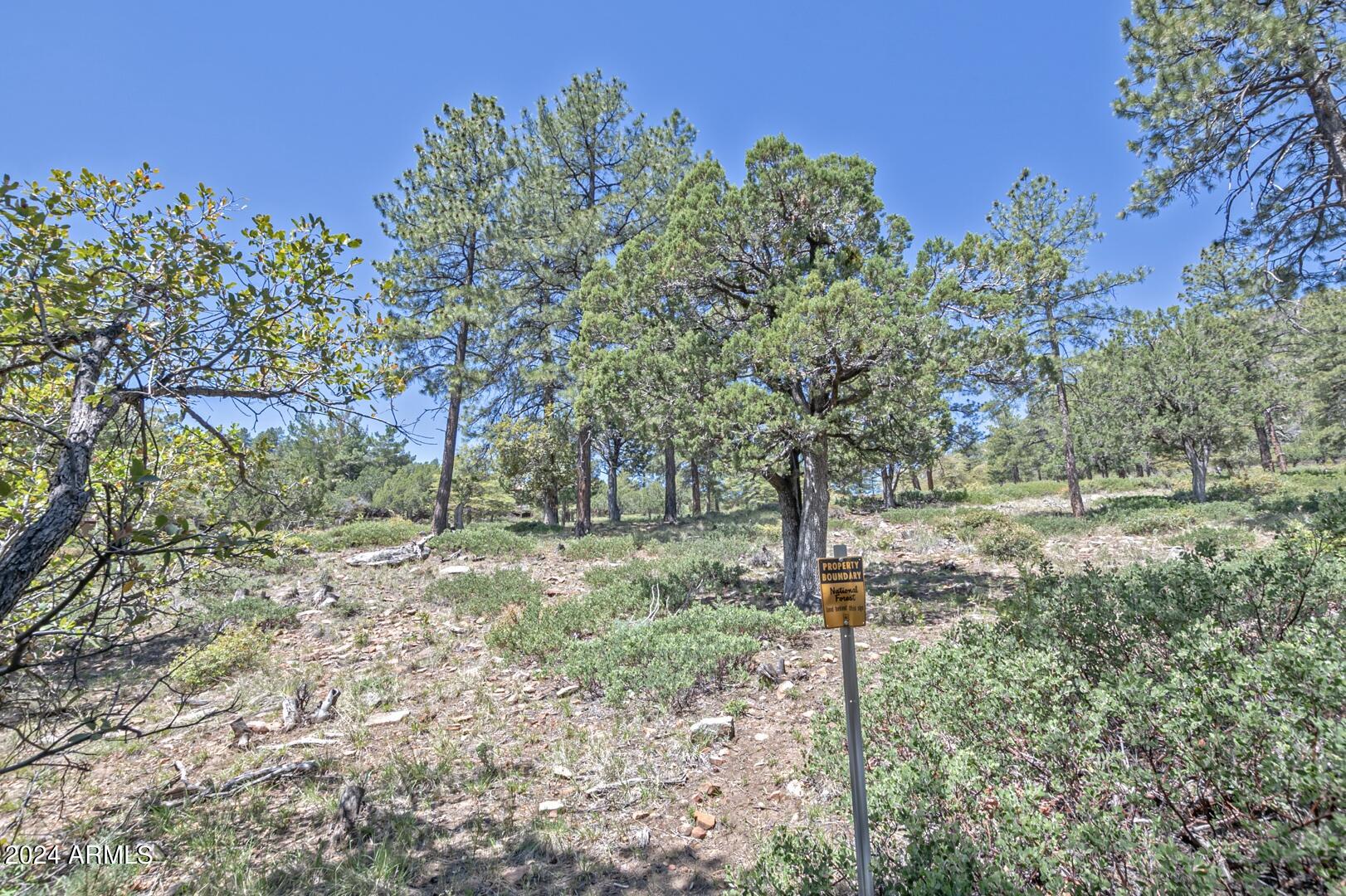 6010 Arroyo Way Pine, AZ 85544 - Photo 33 of 52 a view of a forest with trees