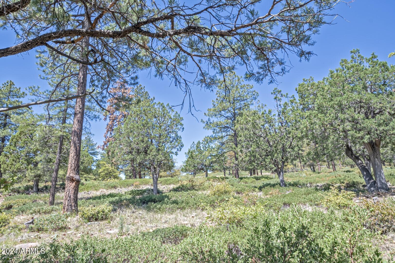 6010 Arroyo Way Pine, AZ 85544 - Photo 34 of 52 a view of a yard with a tree