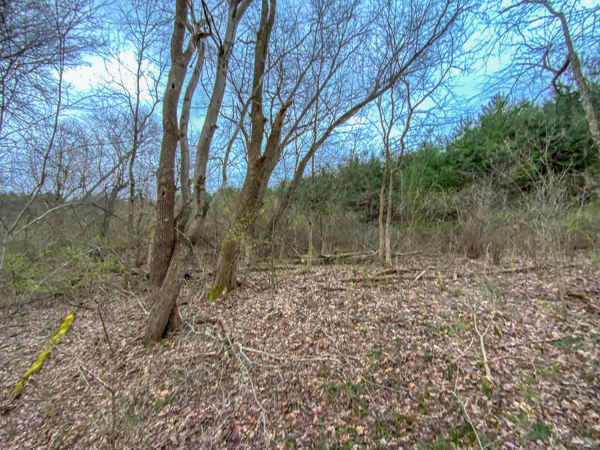 Lot 1 Fogle Road Caldwell, OH 43724 - Photo 6 of 20 IMG_5309