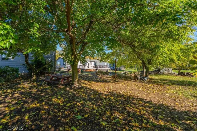 a view of a park with large trees