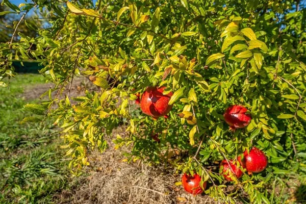 $390,000 | 22319 O, Corning, CA 96021