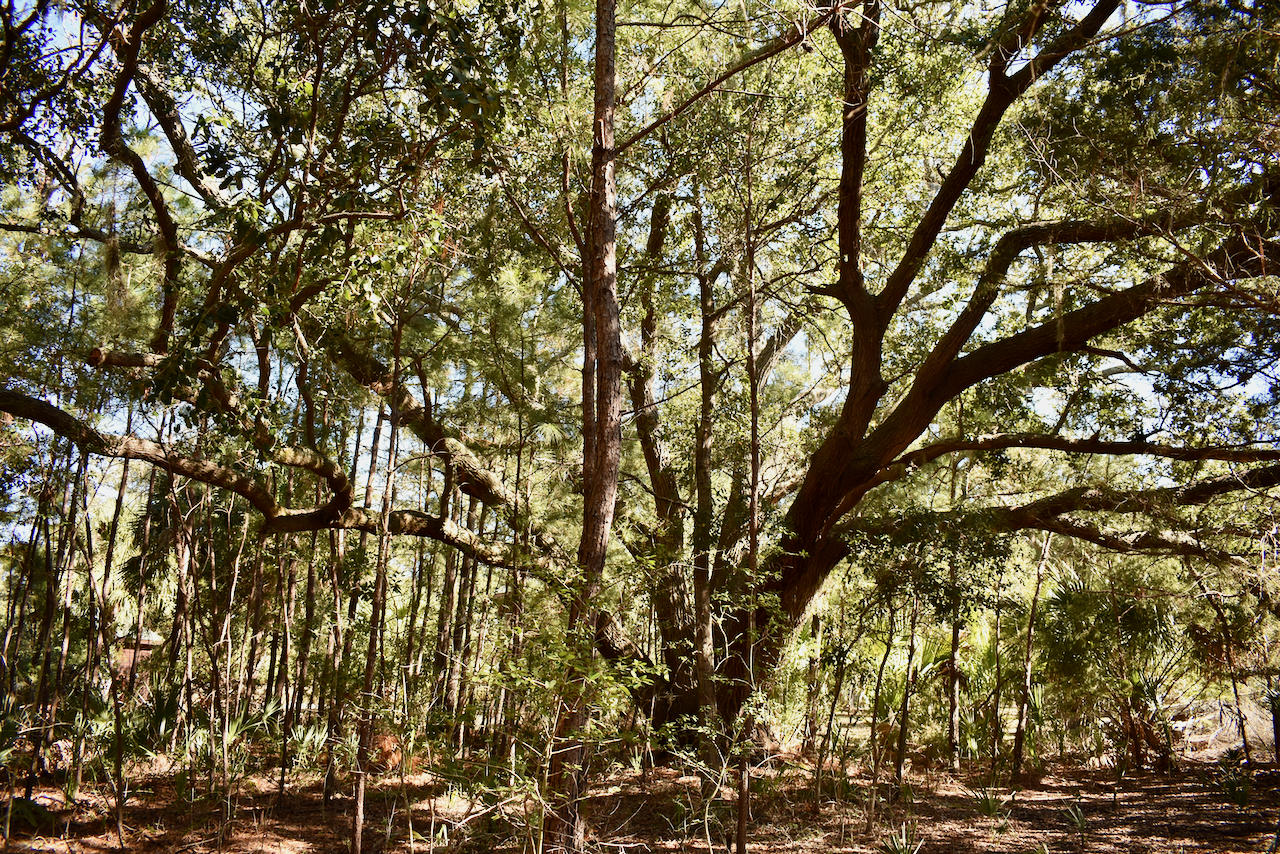 8935 Sandy Creek Road Edisto Island, SC 29438 - Photo 22 of 31 Grand live oaks