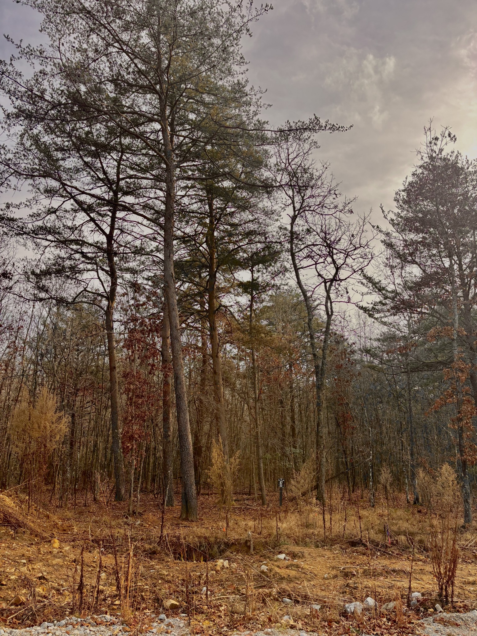 0 Summerfield Road Tracy City, TN 37387 - Photo 2 of 9 a view of a covered with large trees