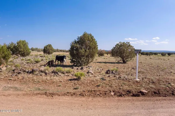 a view of a dry yard with a tree