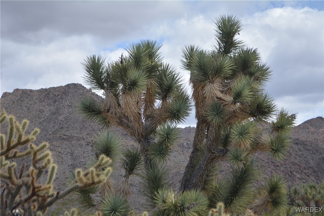 11900 Alan Road Yucca, AZ 86438 - Photo 79 of 99 Gallery Image 79
