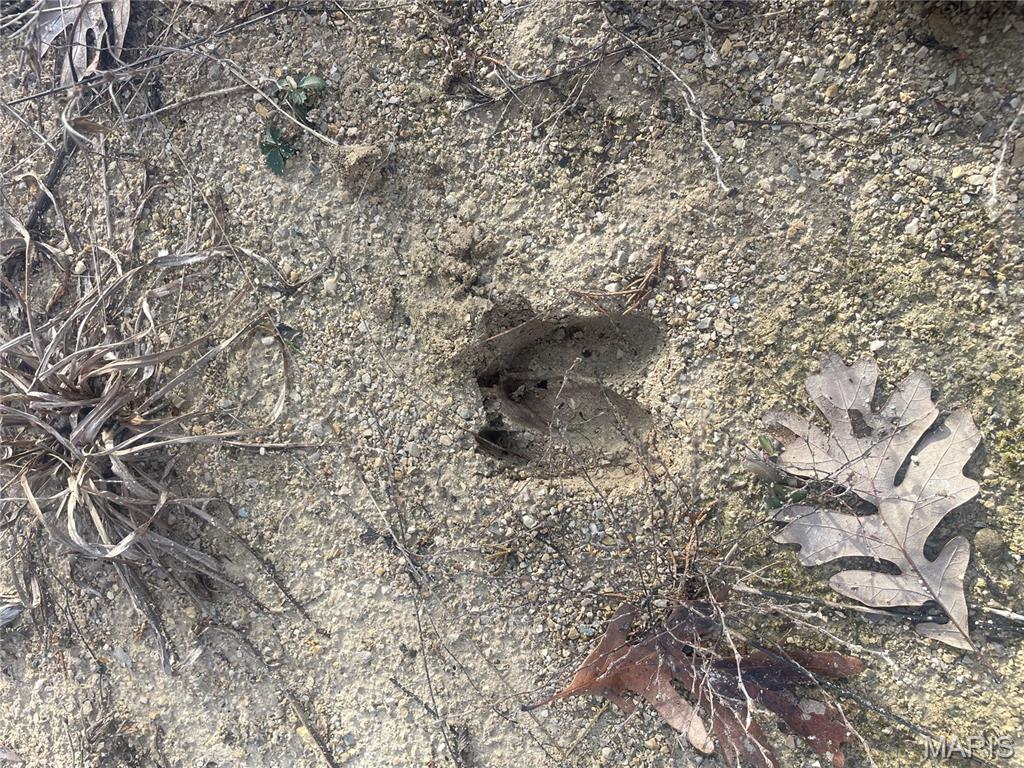 0 Diamond School Road Grubville, MO 63041 - Photo 17 of 58