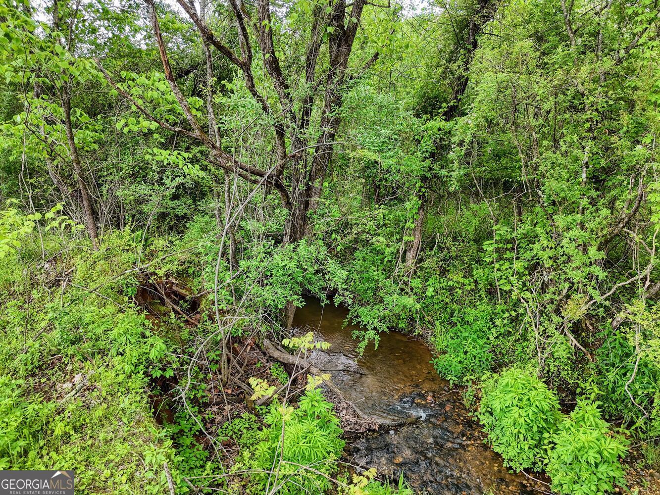 Ii Ii Shuler Road Blairsville, GA 30512 - Photo 7 of 19 a plant view in yard