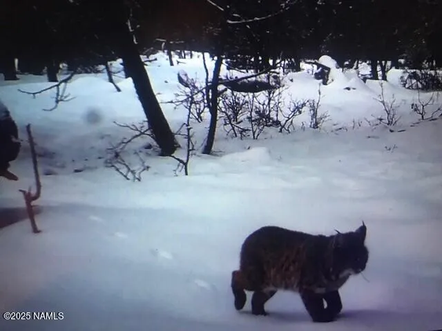 $2,500 | 17810 Walapai Road, Unit 72, Munds Park, AZ 86017