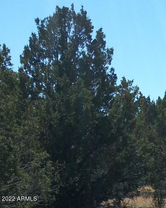 9287 Lariat Road, Unit 7 Williams, AZ 86046 - Photo 5 of 9 howard mesa tree