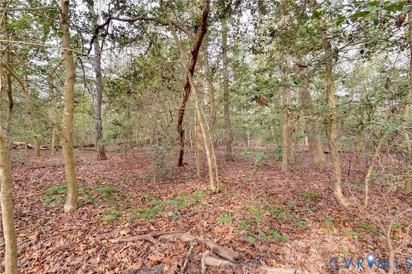 a view of a forest with trees in the background