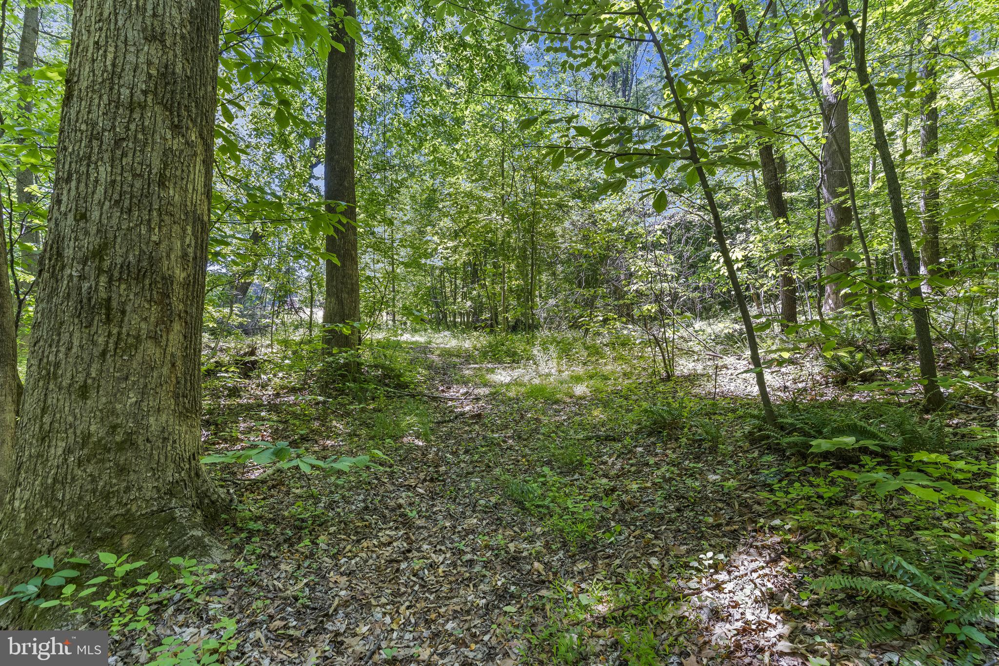 15690 Nelson Perrie Road Brandywine, MD 20613 - Photo 8 of 19 a view of a lush green forest