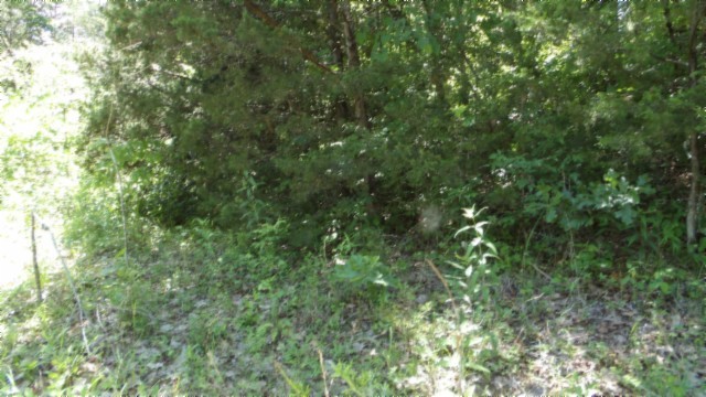 46 Billy Westmoreland Road Celina, TN 38551 - Photo 11 of 83 a view of a lush green forest
