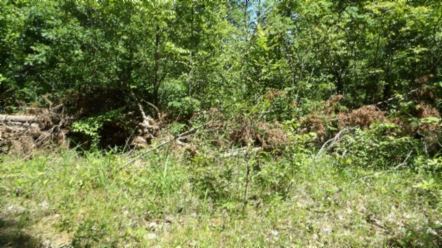 46 Billy Westmoreland Road Celina, TN 38551 - Photo 13 of 83 a view of a lush green forest