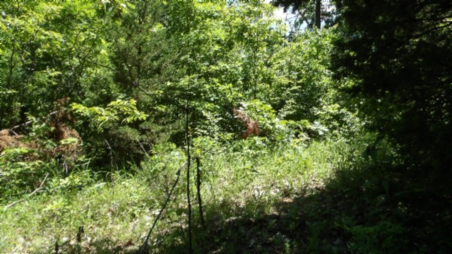 46 Billy Westmoreland Road Celina, TN 38551 - Photo 14 of 83 a view of a lush green forest