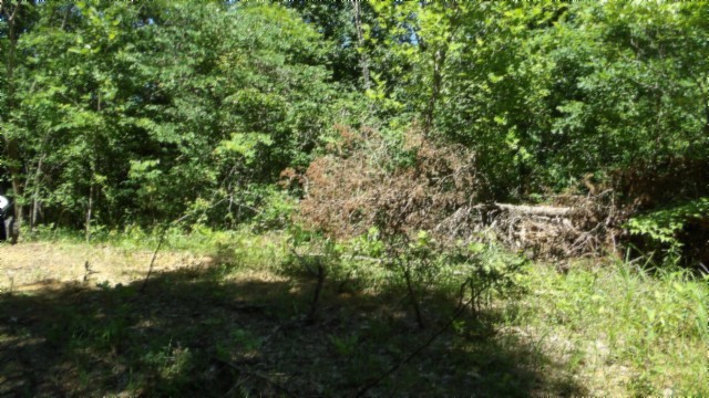 46 Billy Westmoreland Road Celina, TN 38551 - Photo 15 of 83 a view of swimming pool from a yard