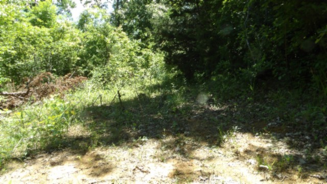 46 Billy Westmoreland Road Celina, TN 38551 - Photo 16 of 83 a view of a yard with trees