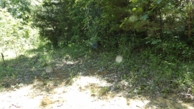 46 Billy Westmoreland Road Celina, TN 38551 - Photo 17 of 83 a view of a yard with a tree
