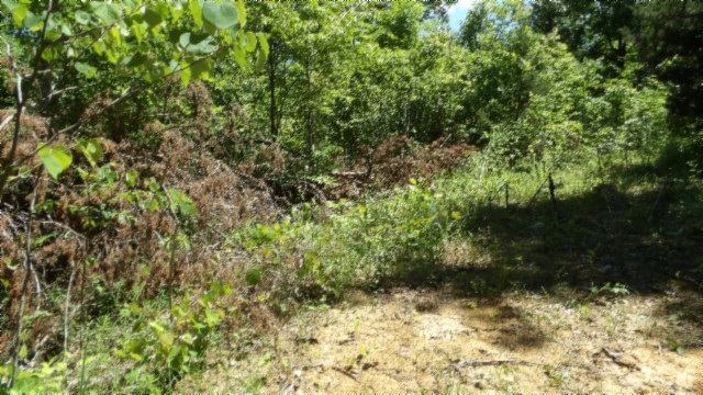46 Billy Westmoreland Road Celina, TN 38551 - Photo 18 of 83 a view of a yard with trees