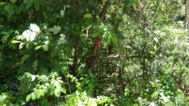 46 Billy Westmoreland Road Celina, TN 38551 - Photo 2 of 83 a view of a lush green plant