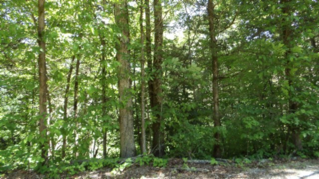 46 Billy Westmoreland Road Celina, TN 38551 - Photo 25 of 83 a view of a lush green forest