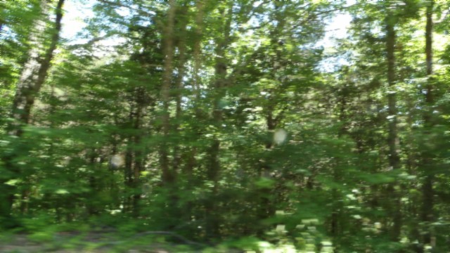 46 Billy Westmoreland Road Celina, TN 38551 - Photo 26 of 83 a view of a lush green forest