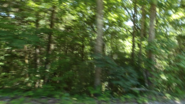 46 Billy Westmoreland Road Celina, TN 38551 - Photo 27 of 83 a view of a lush green forest