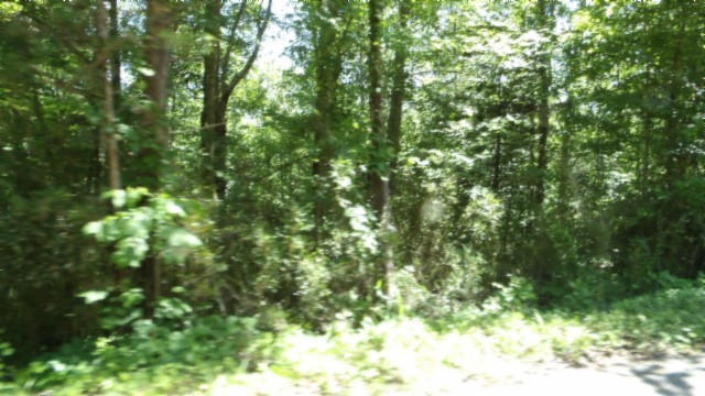 46 Billy Westmoreland Road Celina, TN 38551 - Photo 28 of 83 a view of a lush green forest