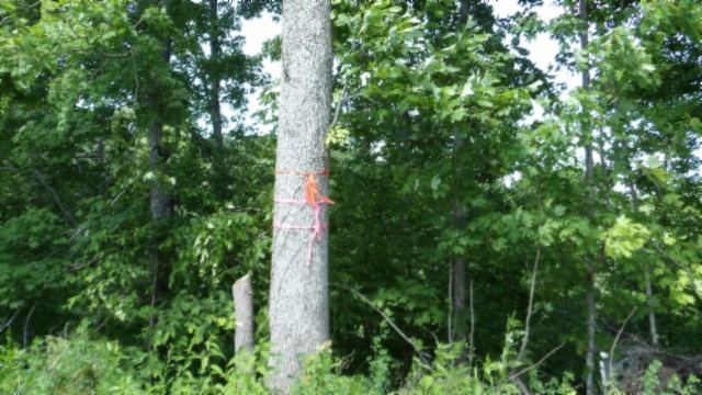 46 Billy Westmoreland Road Celina, TN 38551 - Photo 30 of 83 a close up of a tree