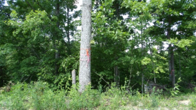 46 Billy Westmoreland Road Celina, TN 38551 - Photo 32 of 83 a view of a lush green forest
