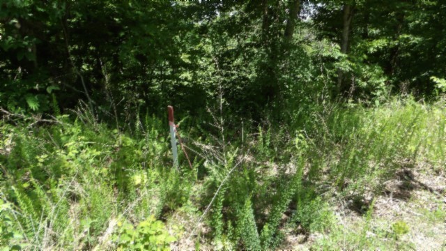 46 Billy Westmoreland Road Celina, TN 38551 - Photo 34 of 83 a view of a lush green forest