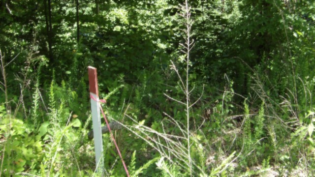46 Billy Westmoreland Road Celina, TN 38551 - Photo 35 of 83 a backyard of a house with lots of plants
