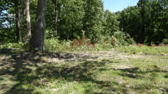 46 Billy Westmoreland Road Celina, TN 38551 - Photo 46 of 83 a view of a lush green forest