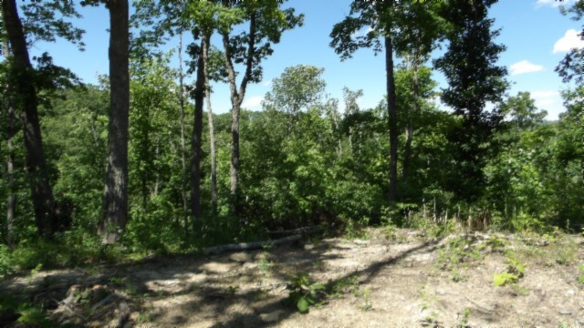 46 Billy Westmoreland Road Celina, TN 38551 - Photo 60 of 83 a view of a forest with trees