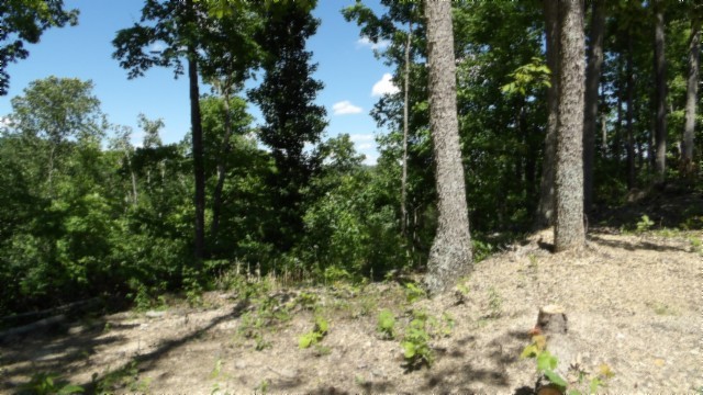 46 Billy Westmoreland Road Celina, TN 38551 - Photo 61 of 83 a view of a yard covered with trees
