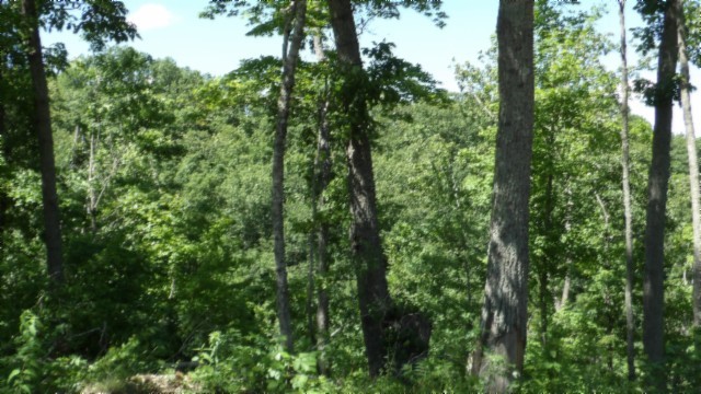 46 Billy Westmoreland Road Celina, TN 38551 - Photo 63 of 83 a view of a lush green forest