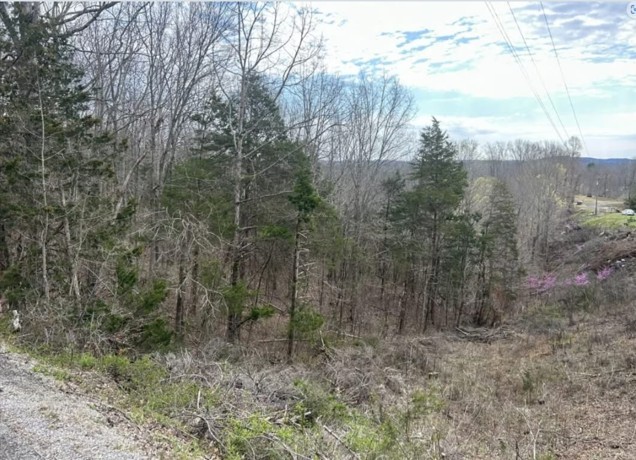 46 Billy Westmoreland Road Celina, TN 38551 - Photo 68 of 83 a view of a forest with trees in the background