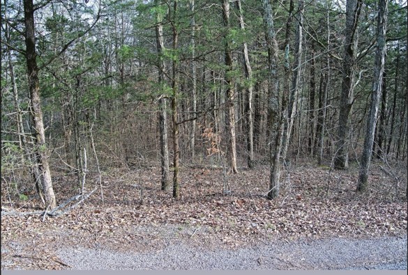 46 Billy Westmoreland Road Celina, TN 38551 - Photo 75 of 83 a view of a forest with trees in the background