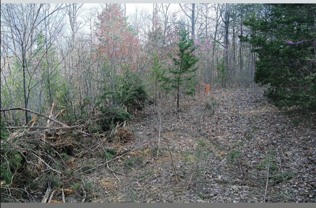46 Billy Westmoreland Road Celina, TN 38551 - Photo 77 of 83 a view of a forest with trees in the background