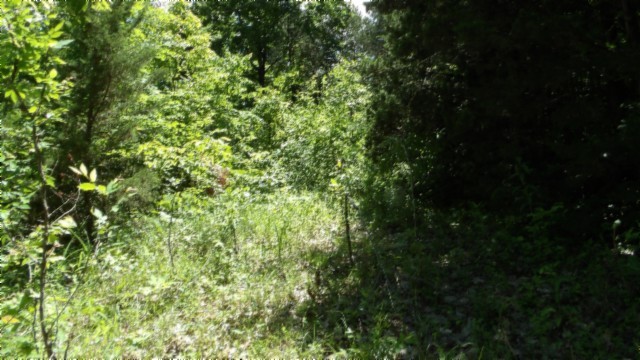 46 Billy Westmoreland Road Celina, TN 38551 - Photo 9 of 83 a view of a lush green forest