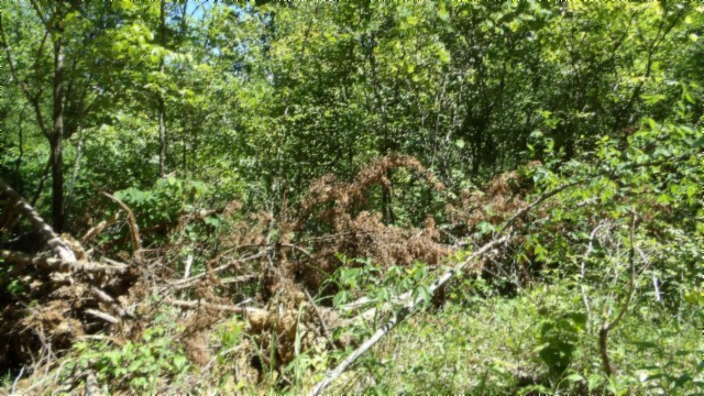 46 Billy Westmoreland Road Celina, TN 38551 - Photo 10 of 83