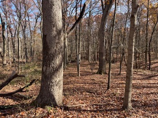 2096 Wolpers Road Park Forest, IL 60466 - Photo 1 of 17 a big yard with lots of green space