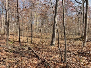 2096 Wolpers Road Park Forest, IL 60466 - Photo 13 of 17 a view of a yard with trees in the background