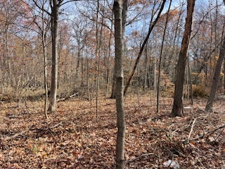 2096 Wolpers Road Park Forest, IL 60466 - Photo 14 of 17 a view of a forest filled with trees