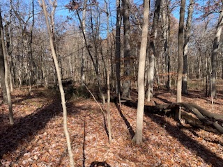 2096 Wolpers Road Park Forest, IL 60466 - Photo 7 of 17 a view of a forest filled with trees